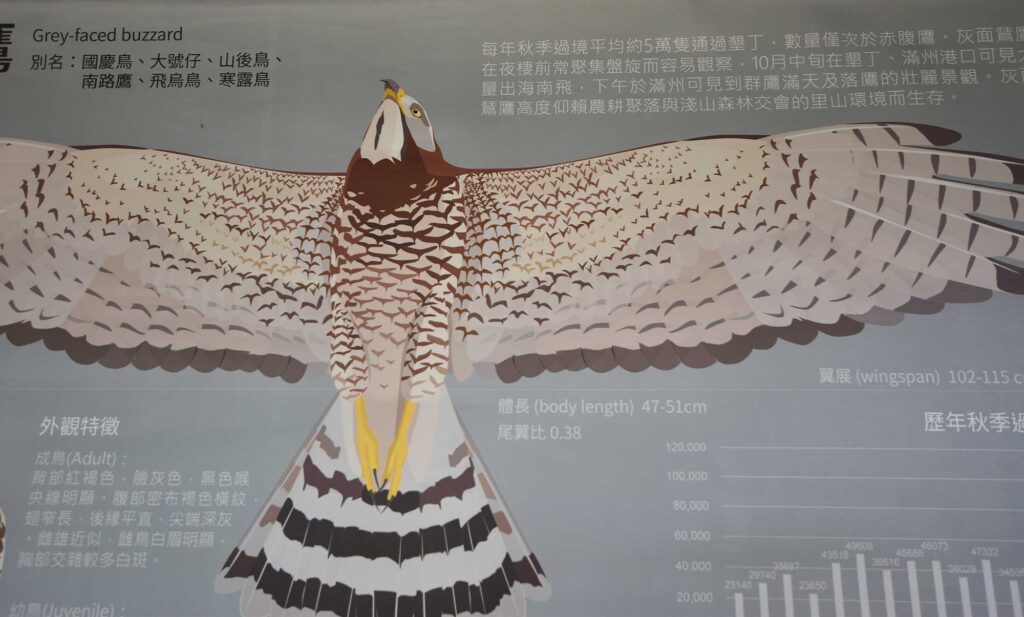 サシバのイラスト　国際サシバサミット 台湾のポスター